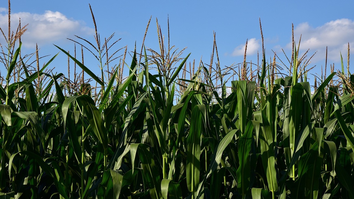 El proyecto piloto que apuesta por la sostenibilidad de los cereales de verano frente a la sequía